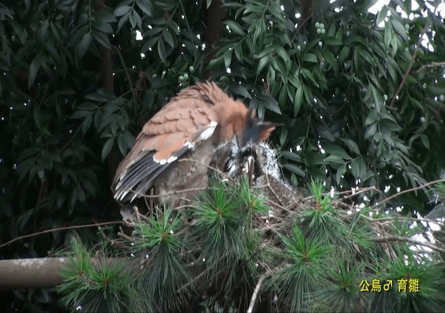 Malayan Night Heron - ML722252