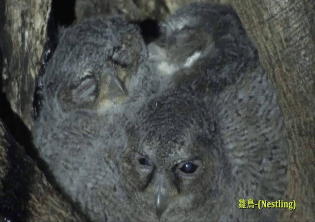 Collared Scops-Owl - ML722256