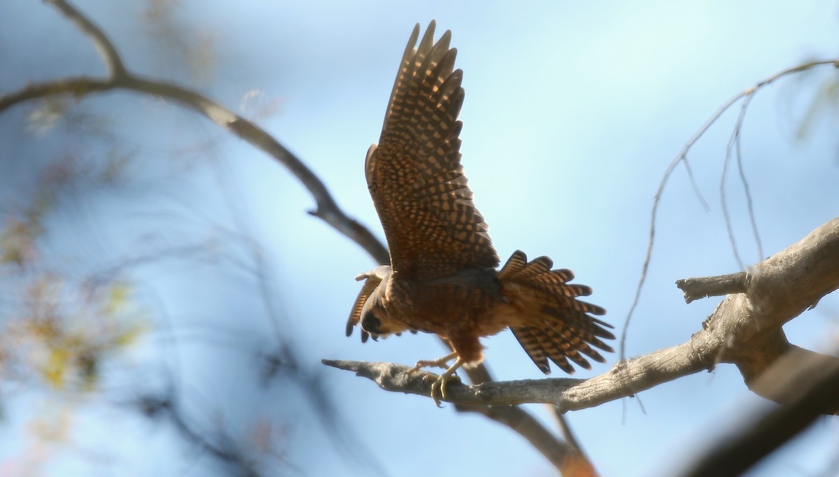 Australian Hobby - ML72226101