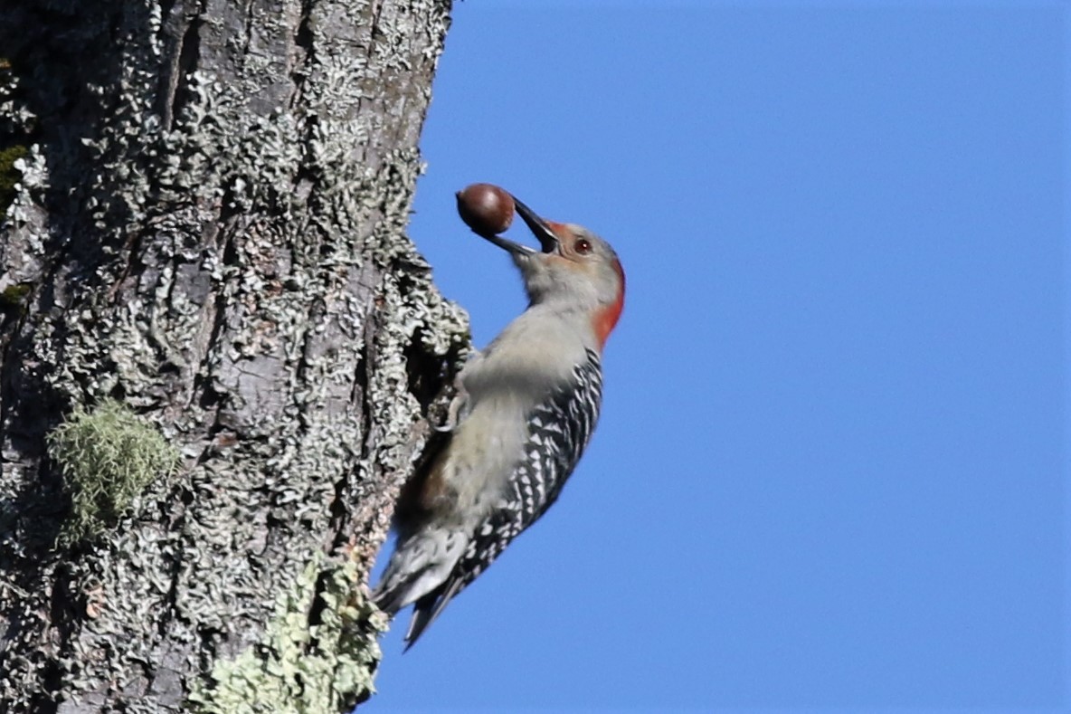 Red-bellied Woodpecker - ML72226171