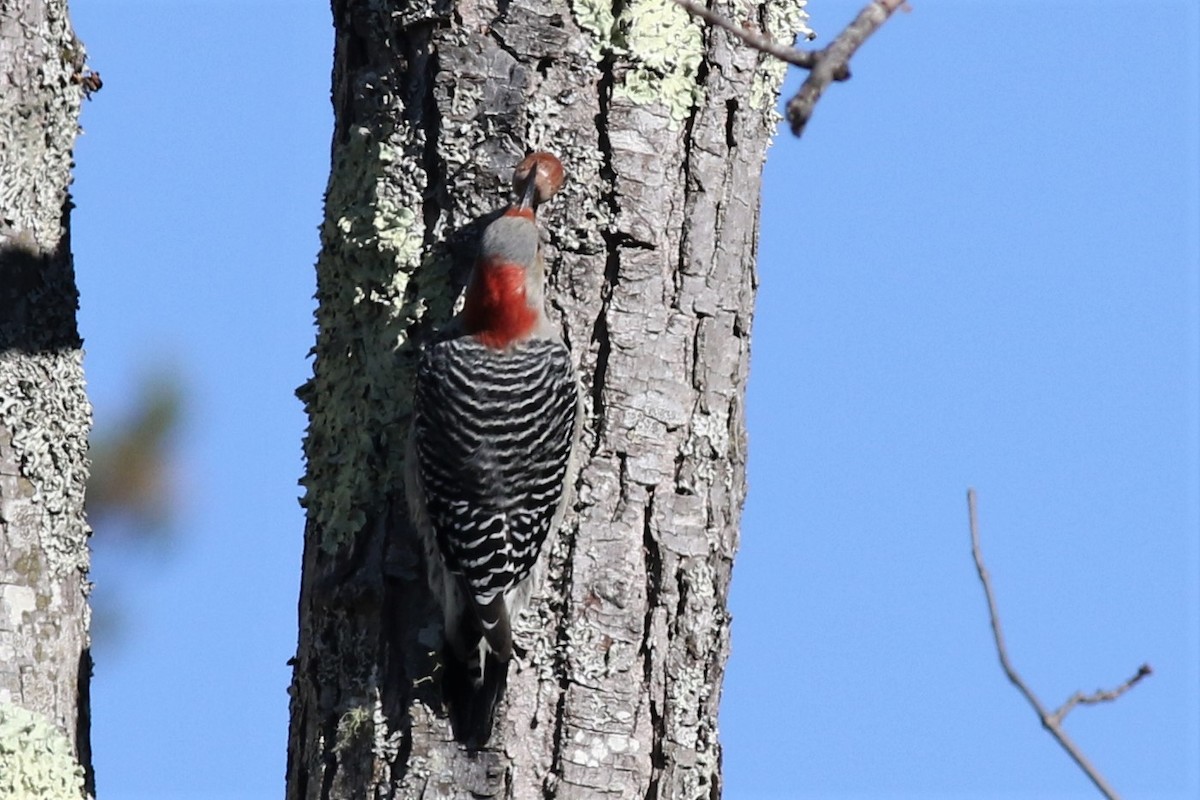 Red-bellied Woodpecker - ML72226181