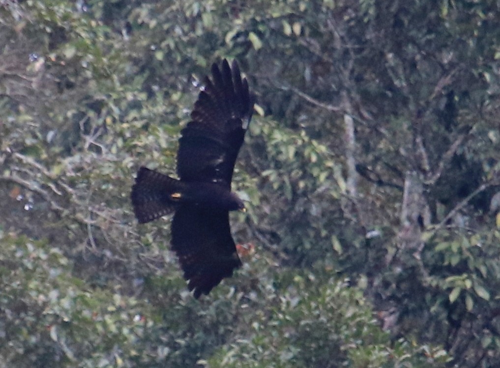 Black Eagle - Siti Sutedjo