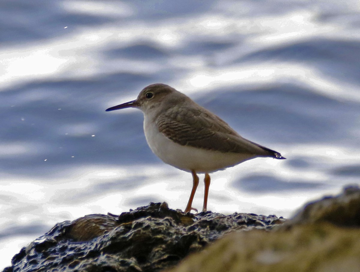 Spotted Sandpiper - ML72227451