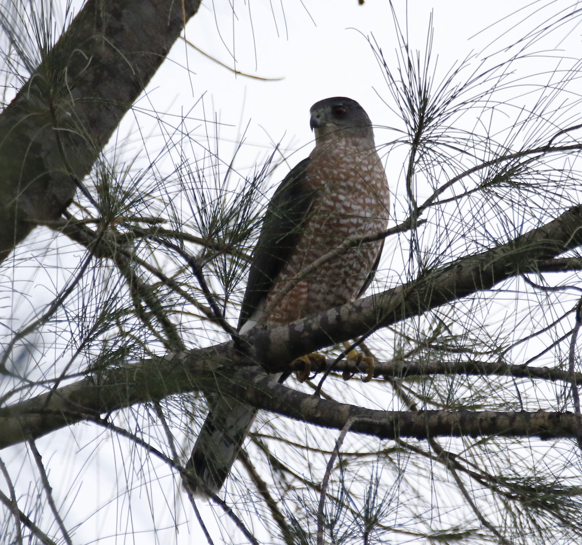 Cooper's Hawk - ML72227471