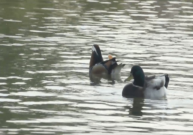 Mandarin Duck - ML722284