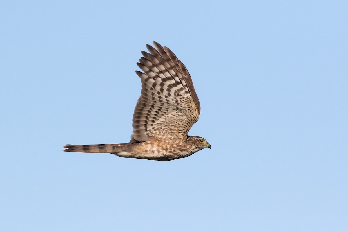 Sharp-shinned Hawk - ML72228781