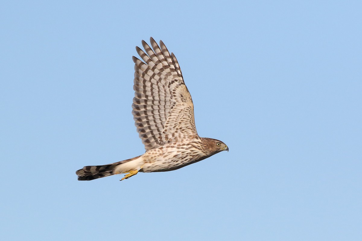 Cooper's Hawk - ML72229081