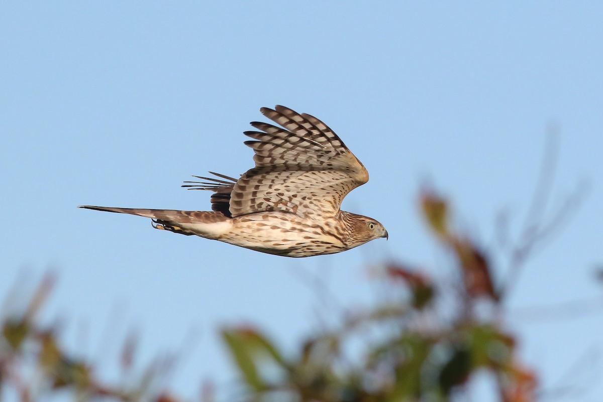 Cooper's Hawk - ML72229091