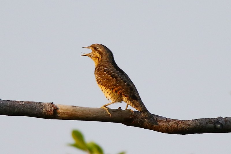 Eurasian Wryneck - ML72229651