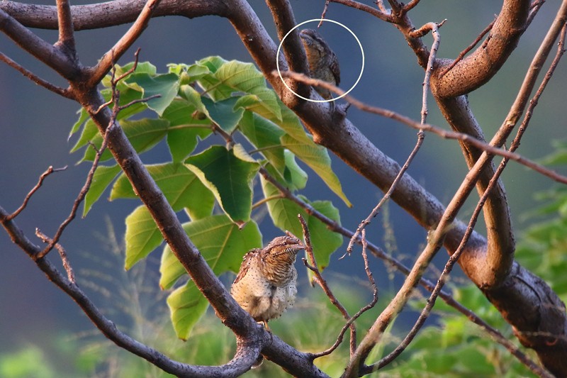 Eurasian Wryneck - ML72229681