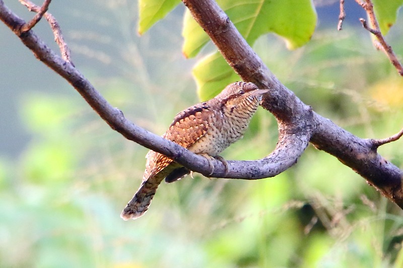 Eurasian Wryneck - ML72229741