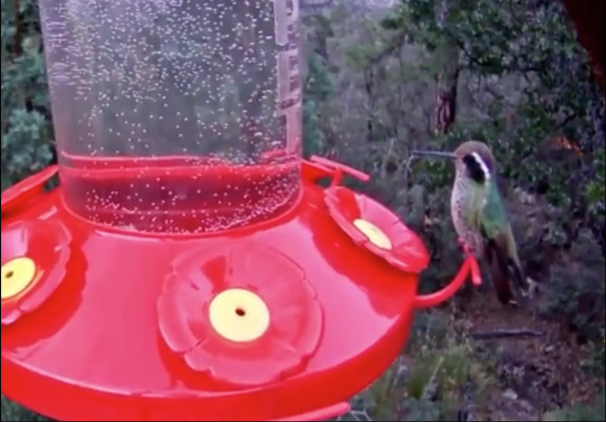 White-eared Hummingbird - ML72230071