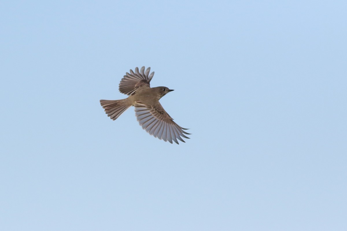 Eastern Phoebe - ML72231111