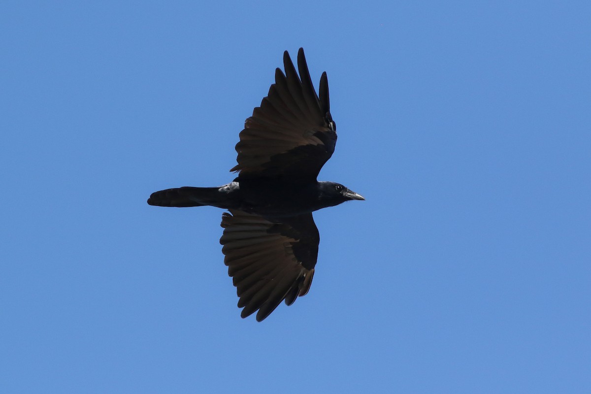 Fish Crow - ML72231131