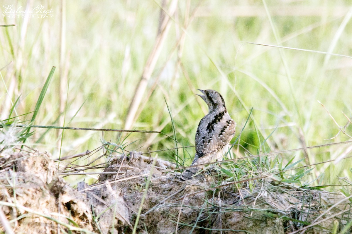 Eurasian Wryneck - Balwant Negi