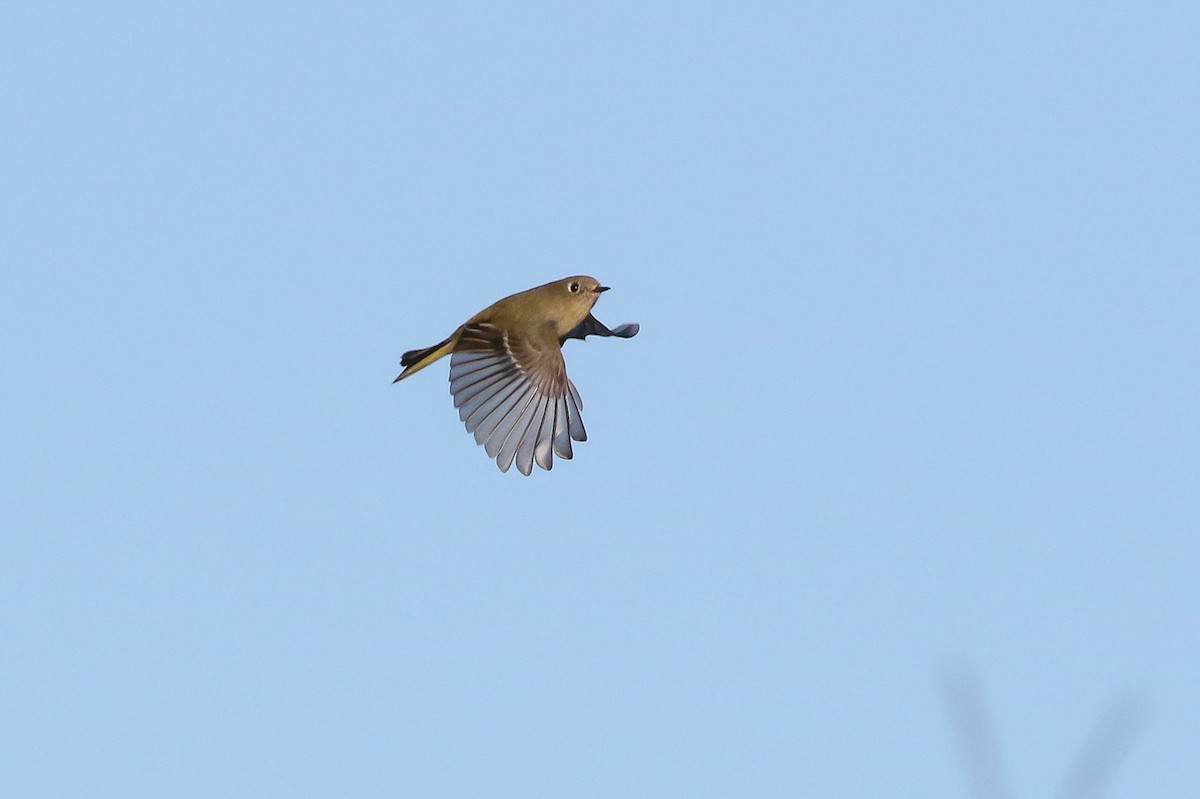 Ruby-crowned Kinglet - ML72232061