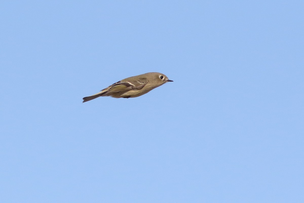 Ruby-crowned Kinglet - ML72232281