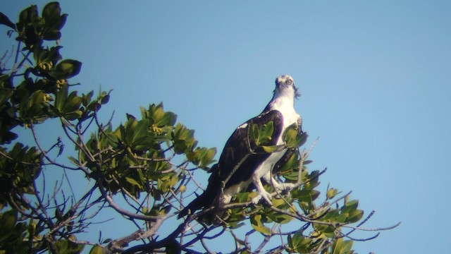 Balbuzard pêcheur - ML722325