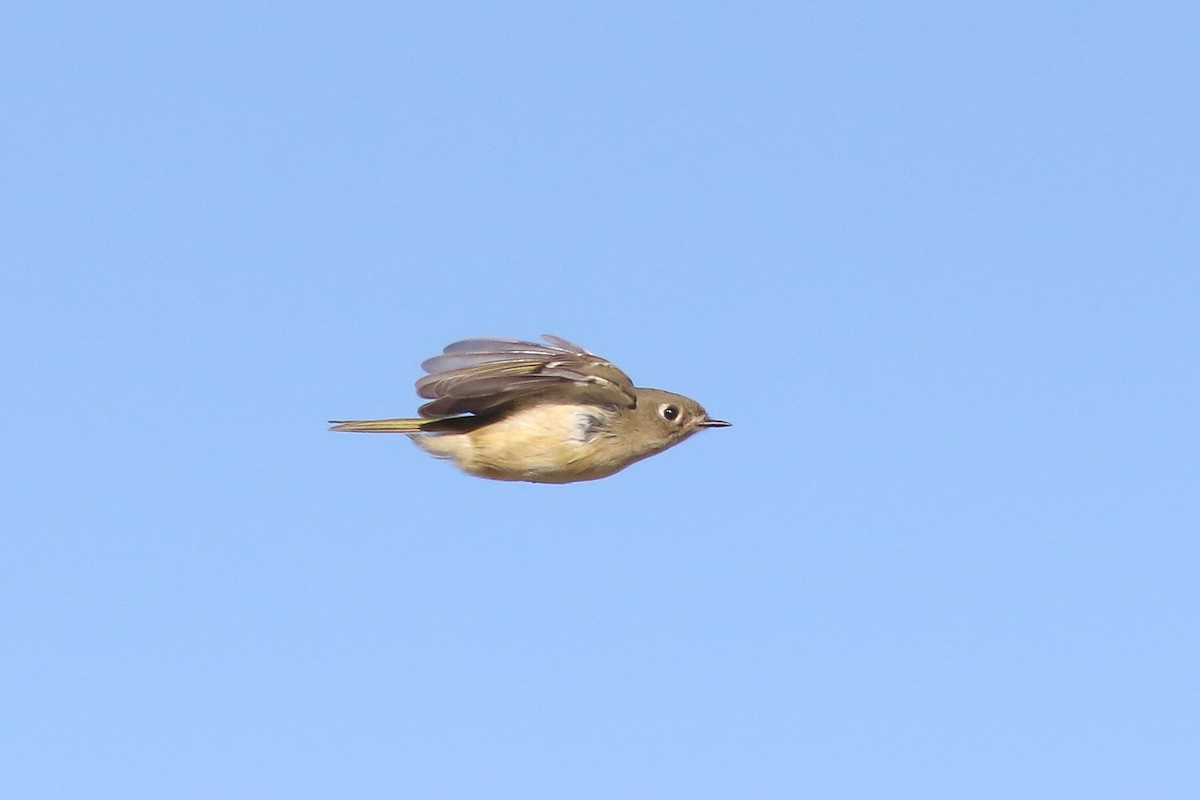 Ruby-crowned Kinglet - ML72232511