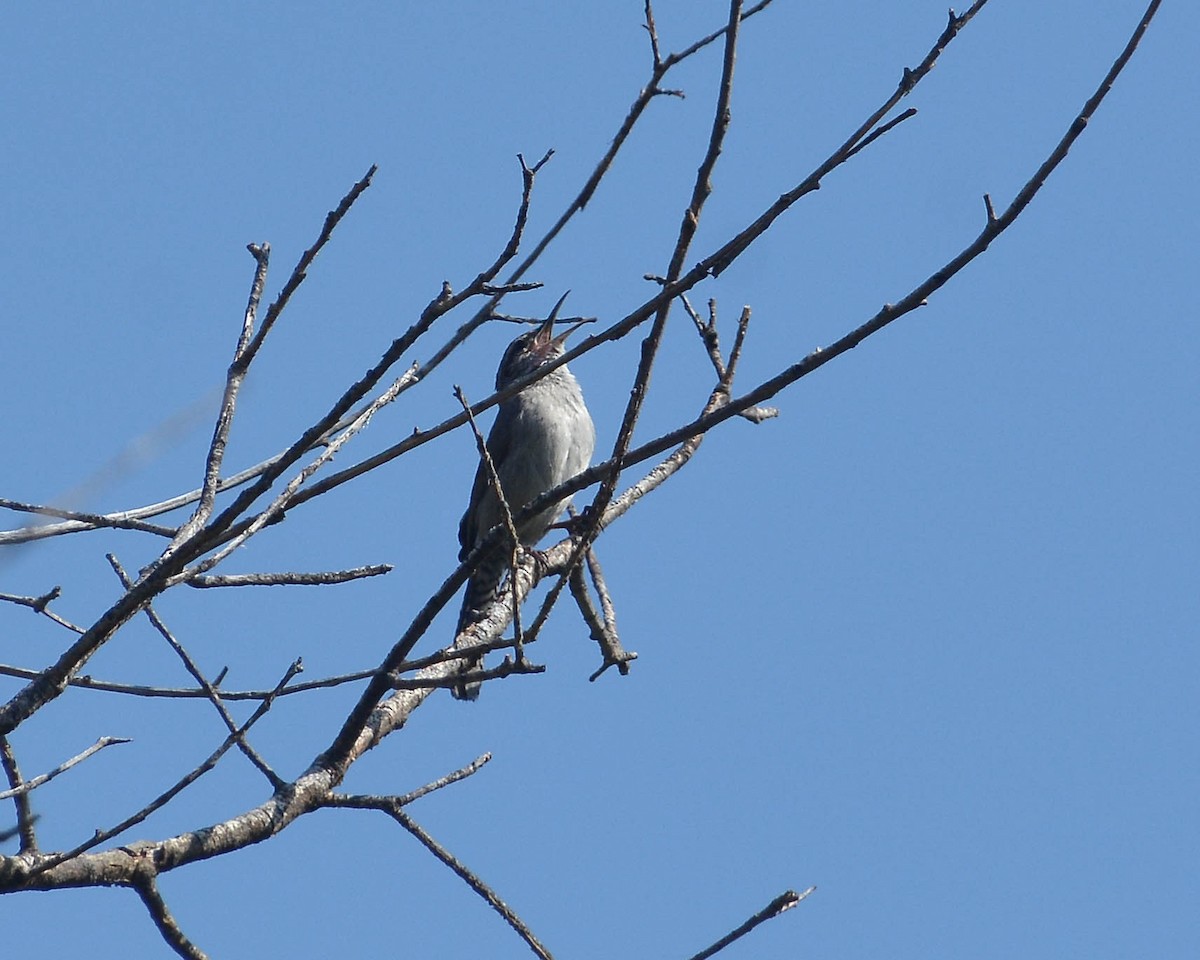 Bewick's Wren - ML72233231