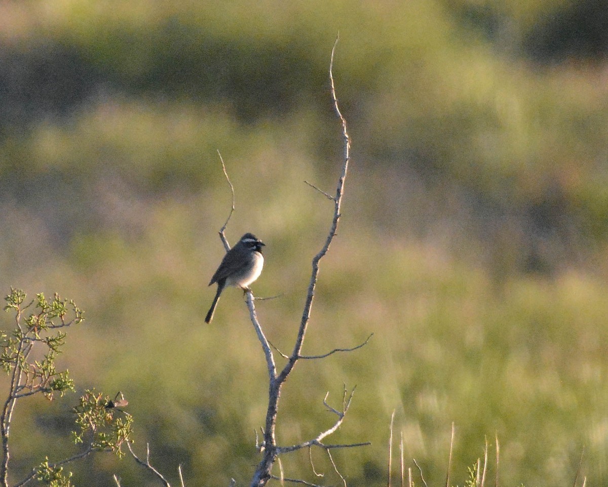 Black-throated Sparrow - ML72233511
