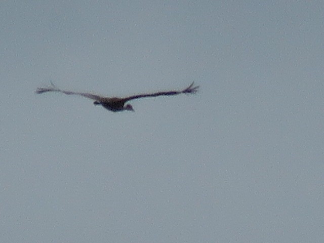 Sandhill Crane - ML72234221