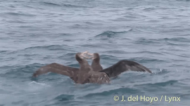 Northern Giant-Petrel - ML722346