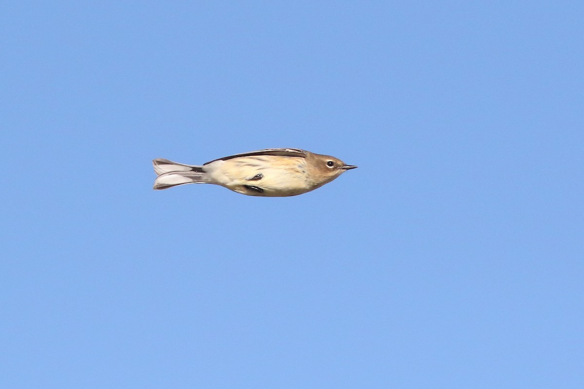 Yellow-rumped Warbler (Myrtle) - ML72234621