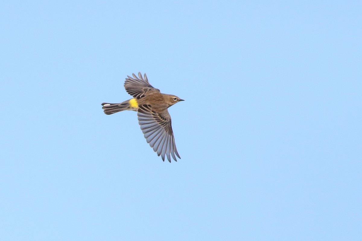 Yellow-rumped Warbler (Myrtle) - ML72234651