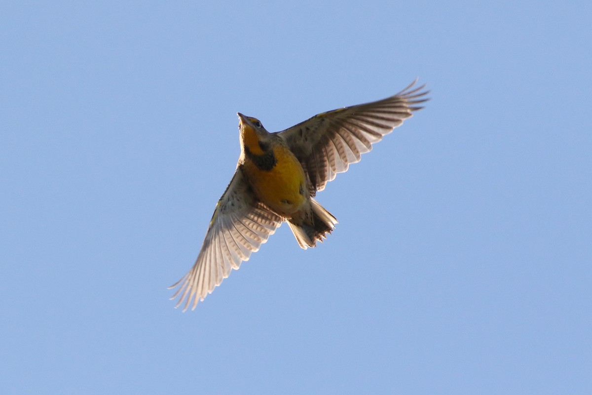 Eastern Meadowlark - ML72234951