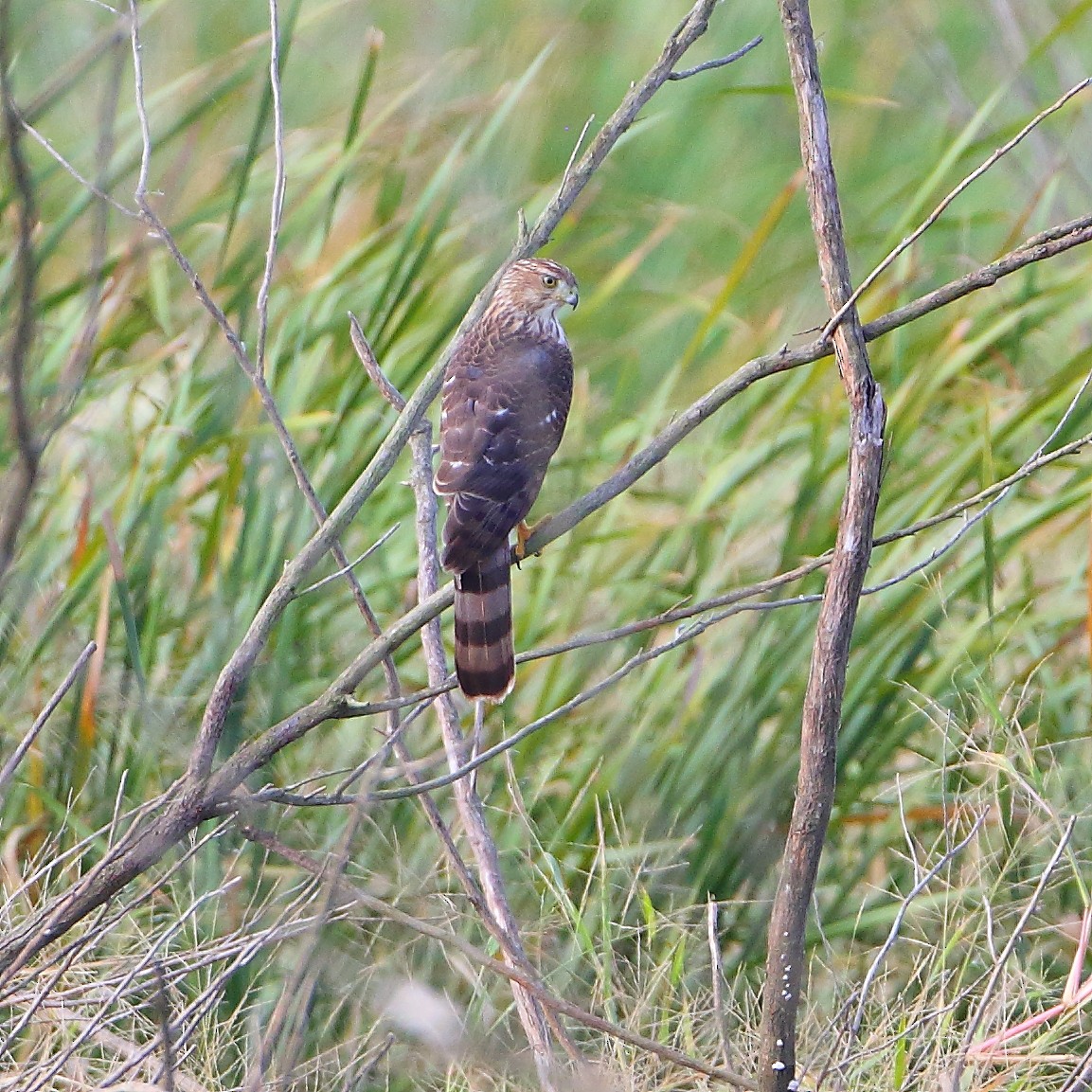 Cooper's Hawk - ML72235181