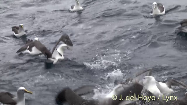 White-capped Albatross (steadi) - ML722354