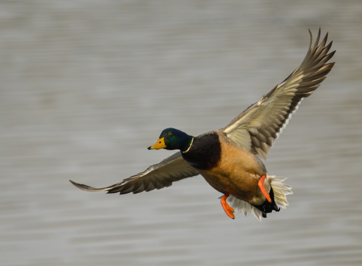 Mallard - Ken Pitts