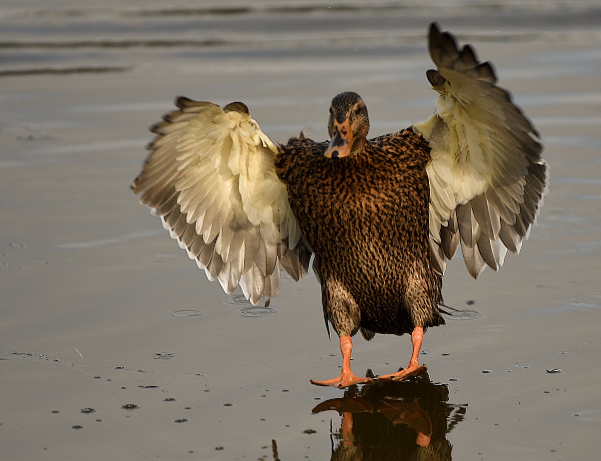 Mallard - Ken Pitts