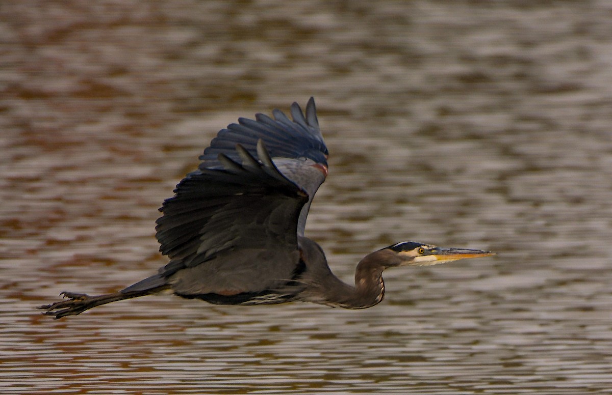 Great Blue Heron - Ken Pitts