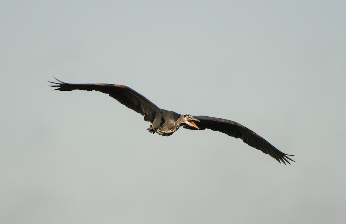 Great Blue Heron - ML72237091