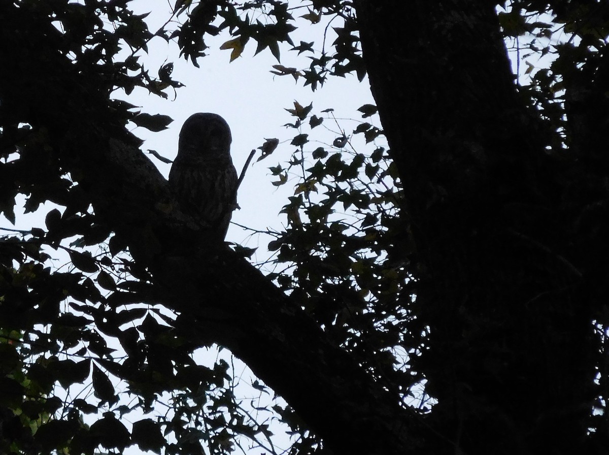 Barred Owl - ML72237791