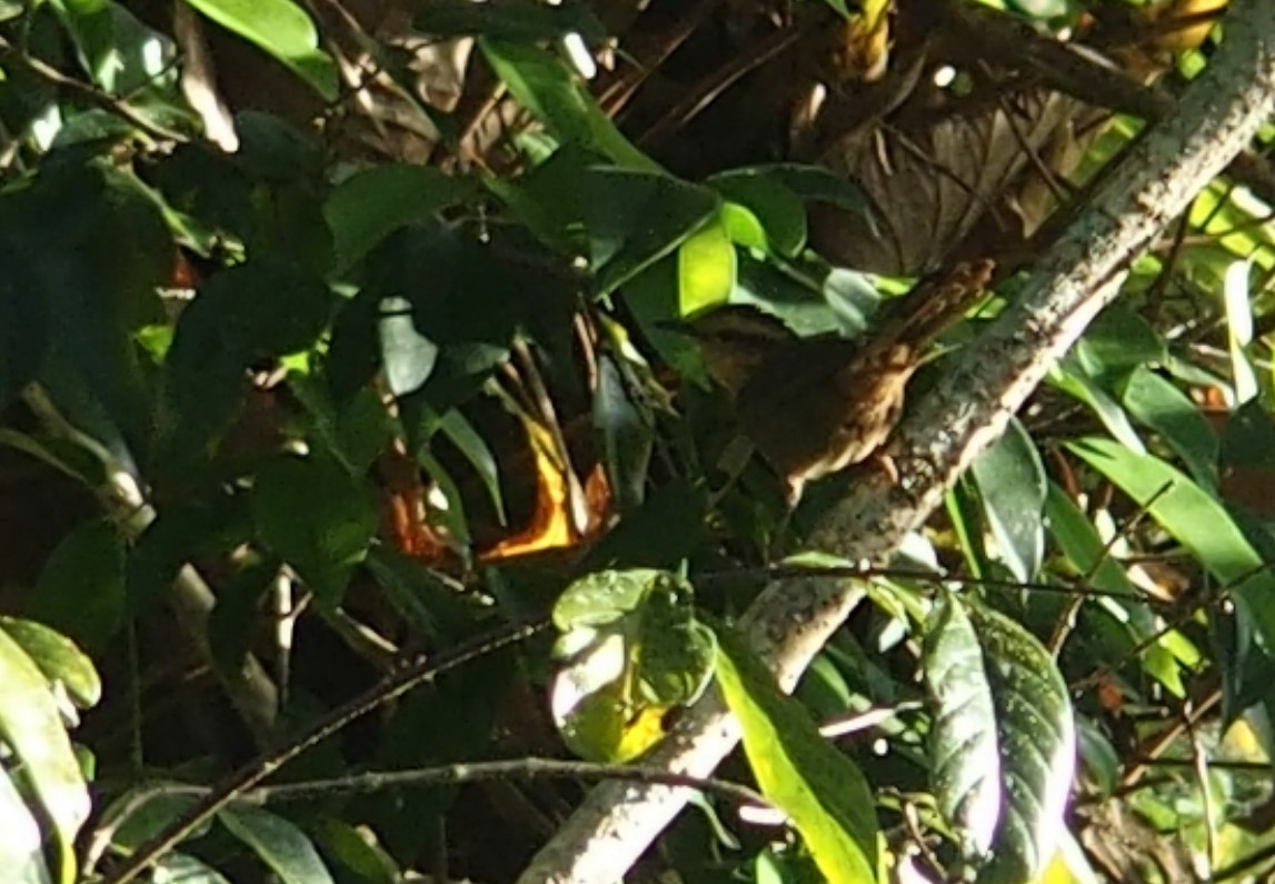 Buff-banded Bushbird - ML72238481