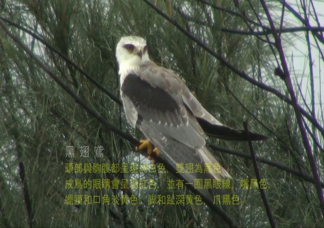 Black-winged Kite - ML722397