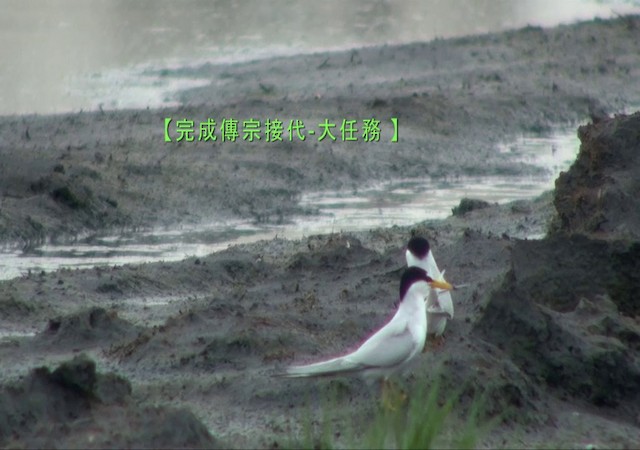 Little Tern - ML722404