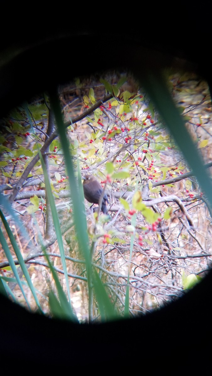 Rusty Blackbird - Ben Smith