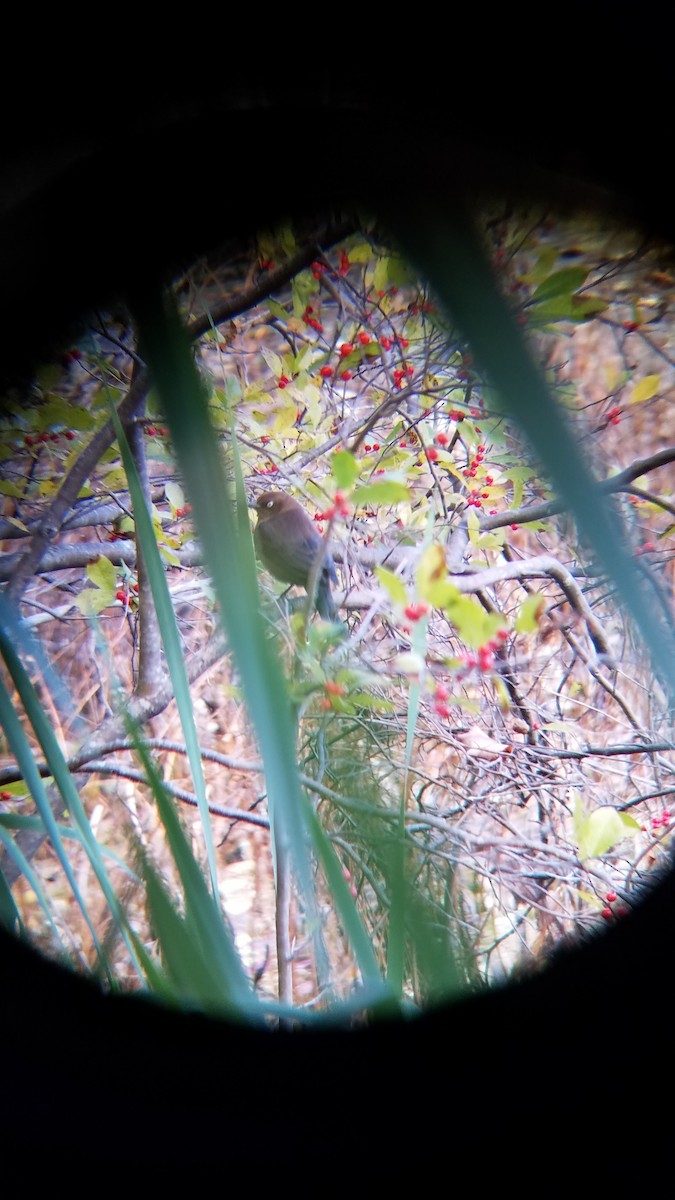 Rusty Blackbird - ML72242531