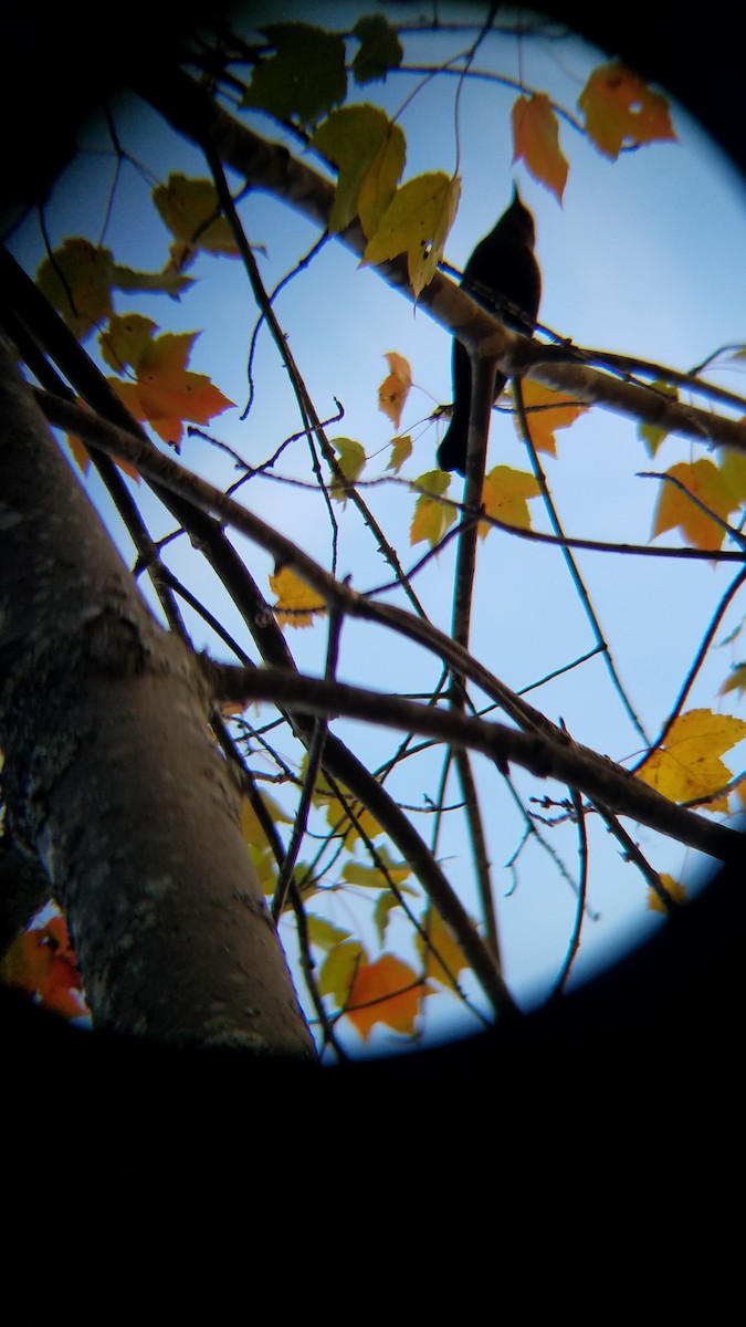 Rusty Blackbird - ML72242551