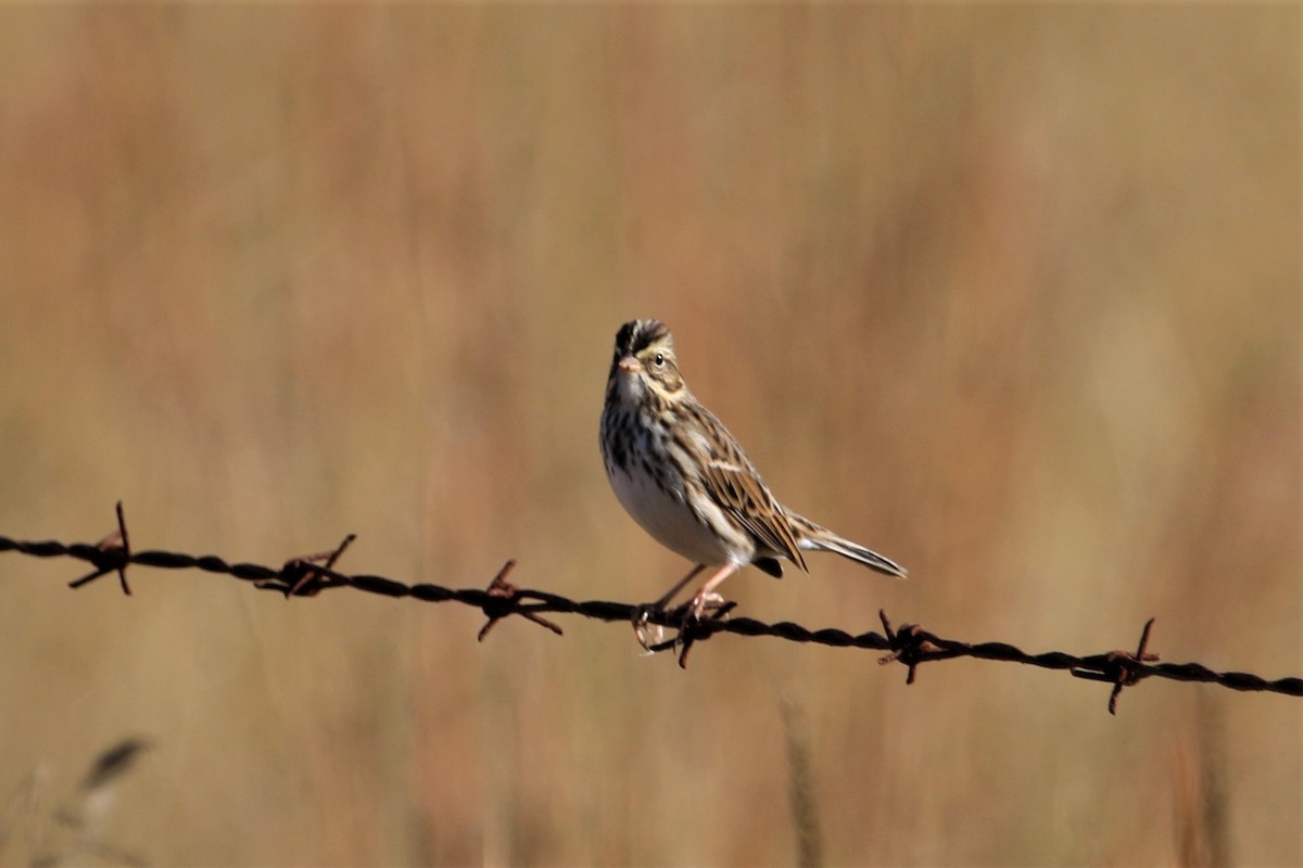 Savannah Sparrow - ML72243981