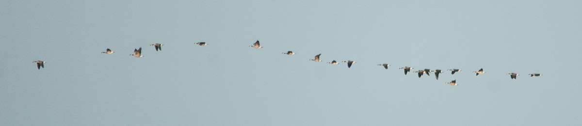 Branta kanadar txikia - ML72244691