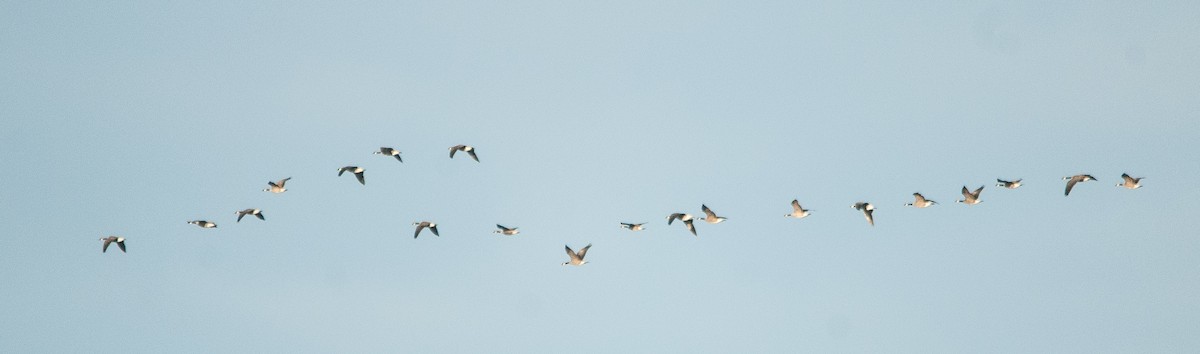 Branta kanadar txikia - ML72244711