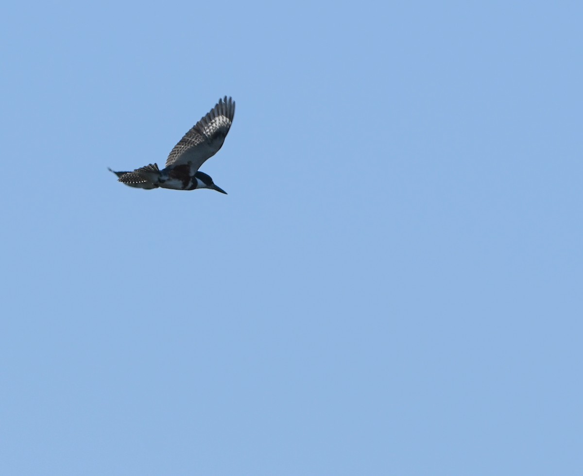 Belted Kingfisher - ML72245391