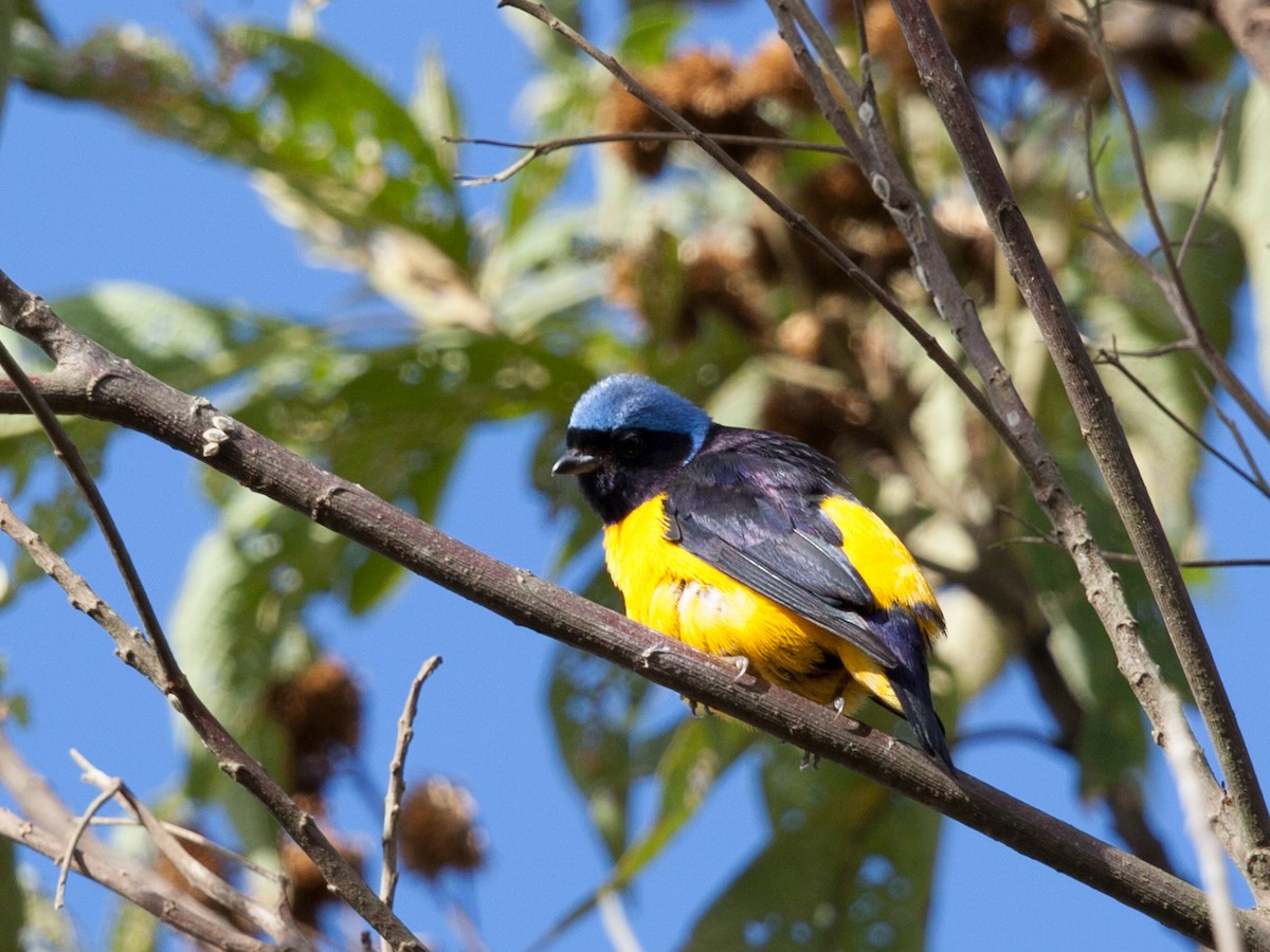 Golden-rumped Euphonia - ML72246301