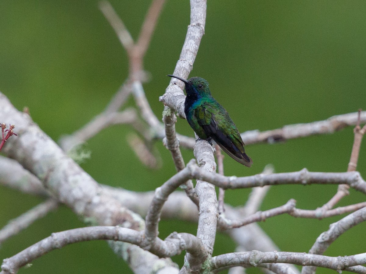 Black-throated Mango - ML72247141