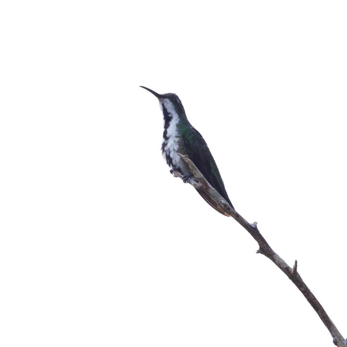 Black-throated Mango - ML72247151